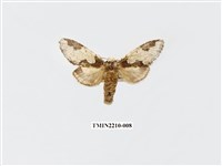 藏品(白斑舟蛾)的圖片